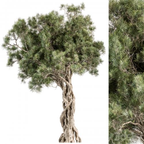 Tree Olive - Set 193