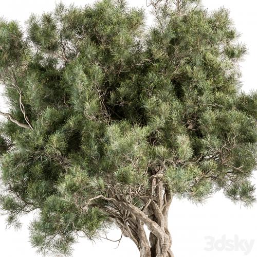Tree Olive - Set 193