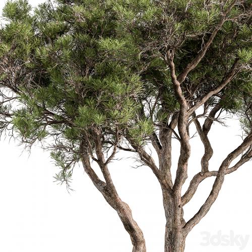 Stone Pine Tree Set 190