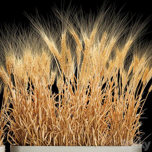 Bushes of spikelets of dry wheat in flowerpots dried flowers, eco style. Plant collection 1204