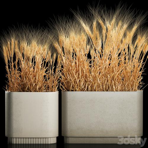 Bushes of spikelets of dry wheat in flowerpots dried flowers, eco style. Plant collection 1204