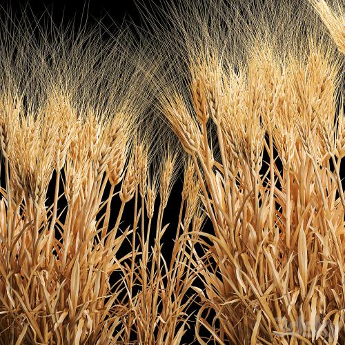 Bushes of spikelets of dry wheat in flowerpots dried flowers, eco style. Plant collection 1204