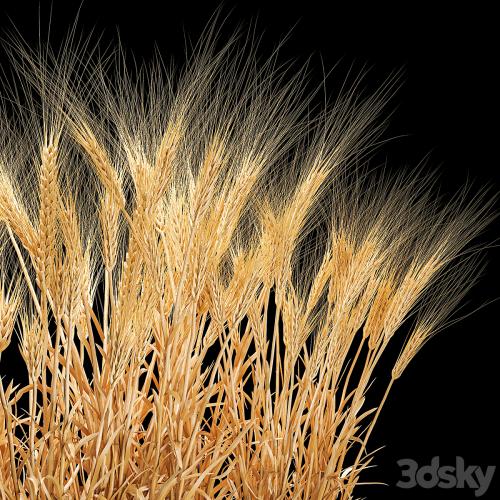 Bushes of spikelets of dry wheat in flowerpots dried flowers, eco style. Plant collection 1204