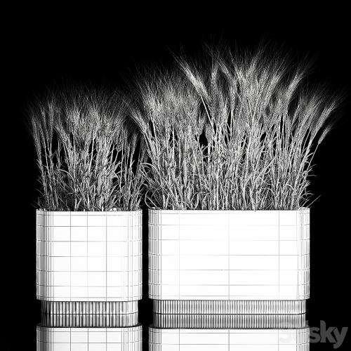 Bushes of spikelets of dry wheat in flowerpots dried flowers, eco style. Plant collection 1204