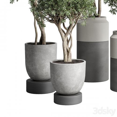 Collection Indoor plant 189 concrete dirt vase pot Tree