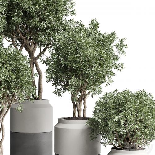 Collection Indoor plant 189 concrete dirt vase pot Tree