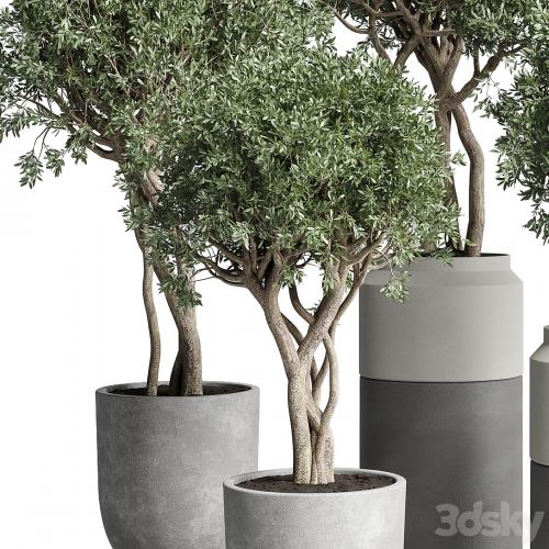 Collection Indoor plant 189 concrete dirt vase pot Tree