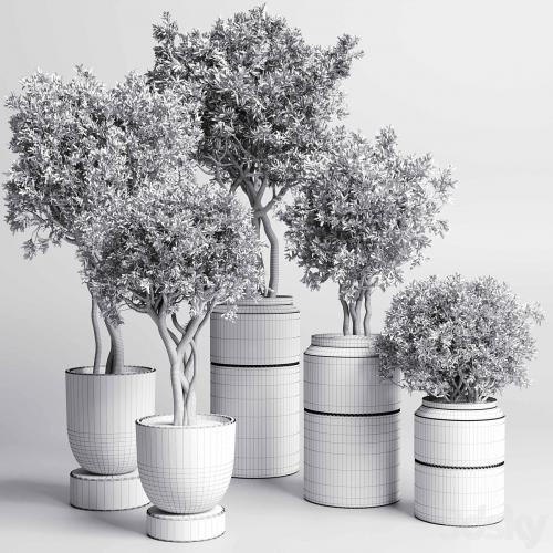 Collection Indoor plant 189 concrete dirt vase pot Tree