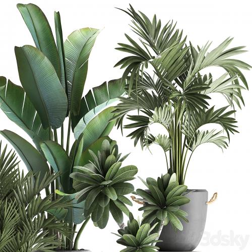 Collection of plants in modern concrete outdoor pots with Banana, strelitzia, palm, hovea, plumeria. Set 402.