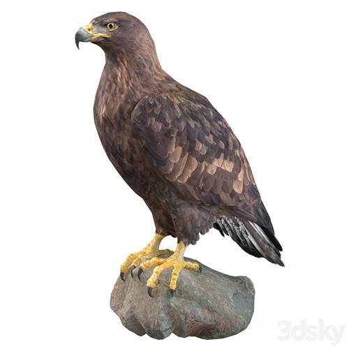 Golden eagle