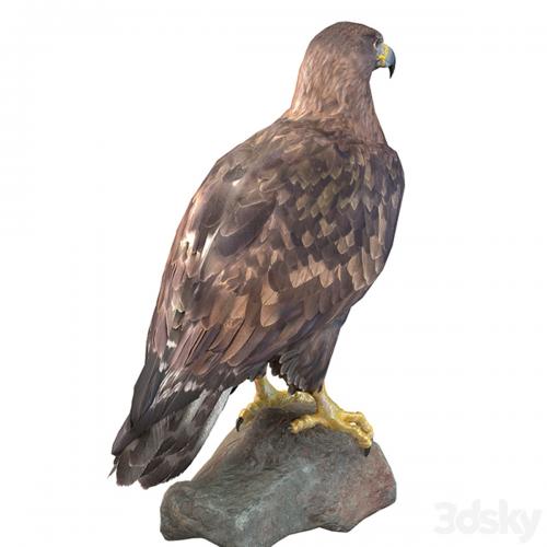 Golden eagle