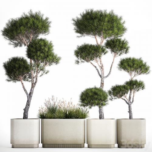 Small trees in pots pine topiary, wildflowers, bush, feather grass grass. Plant collection 1177.