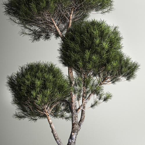 Small trees in pots pine topiary, wildflowers, bush, feather grass grass. Plant collection 1177.