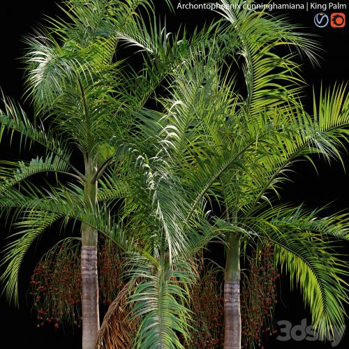 Archontophoenix cunninghamiana - King Palm - 01