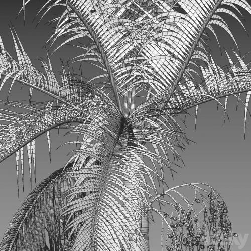 Archontophoenix cunninghamiana - King Palm - 01