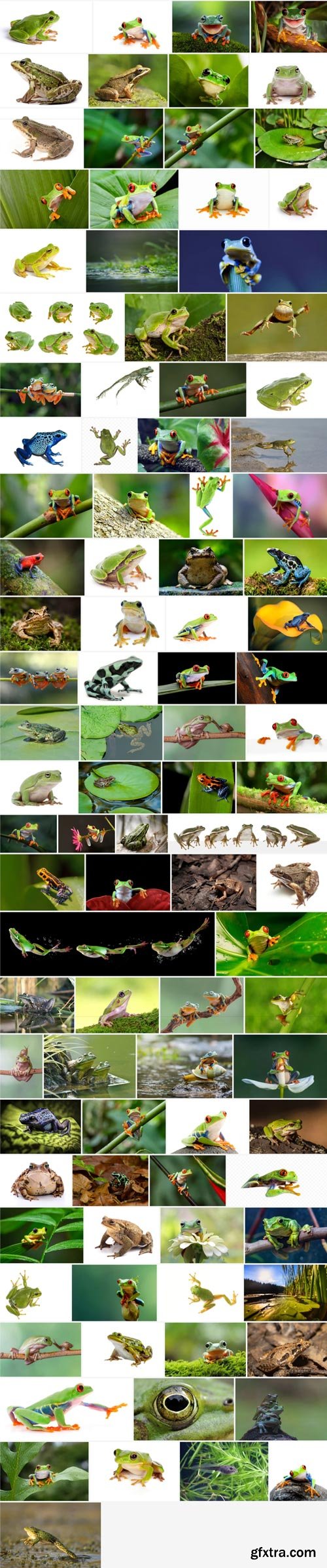 Amazing Photos, Frog 100xJPEG