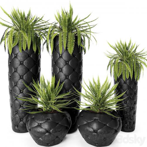 FERN + POTS Fleur Ami, luxury, flower, pot, flowerpot, fern