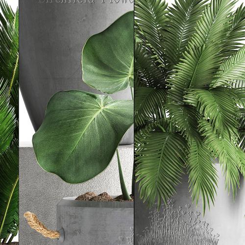 Plant Collection 381. Banana palm, Cycas, palm tree, exotic plant, outdoor, concrete flowerpot, strelitzia, bushes