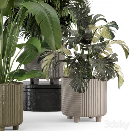 Indoor Planters in Cecilia Ficonstone Pot - Set 969