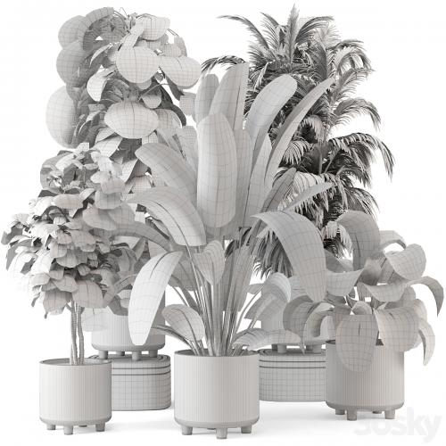 Indoor Planters in Cecilia Ficonstone Pot - Set 969