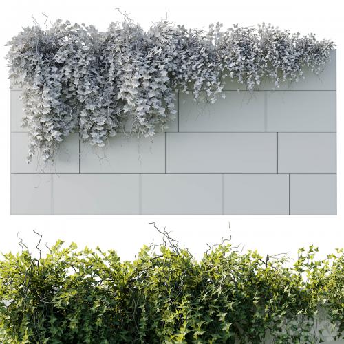 ivy hanging from the wall - outdoor plants set 173