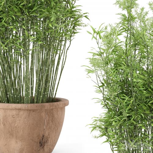 Outdoor Plants Bamboo in rusty Cly Pots - Set 10