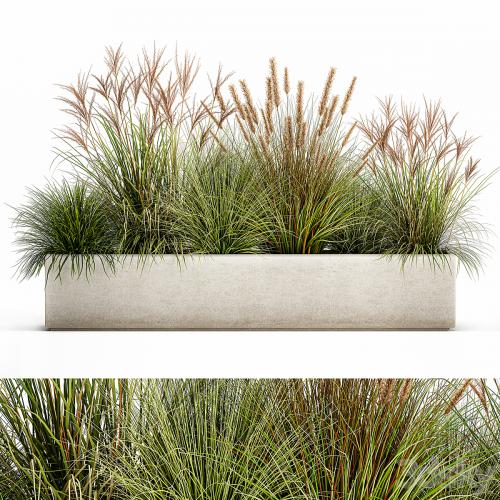 Collection of plants in a pot Pampas grass, reeds, flowerbed, landscaping, bushes. Set 1074.