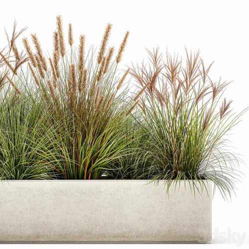 Collection of plants in a pot Pampas grass, reeds, flowerbed, landscaping, bushes. Set 1074.