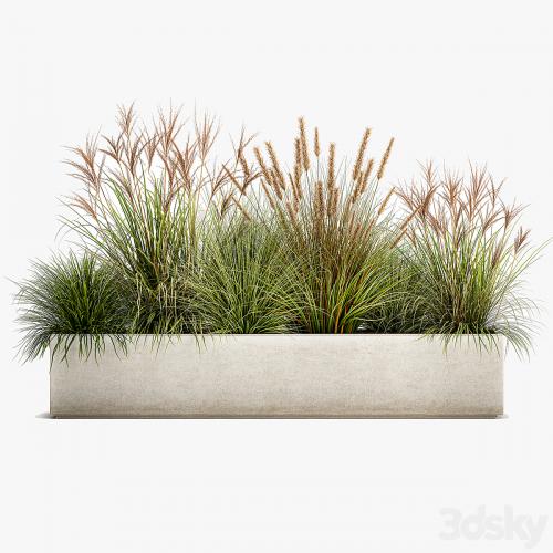Collection of plants in a pot Pampas grass, reeds, flowerbed, landscaping, bushes. Set 1074.