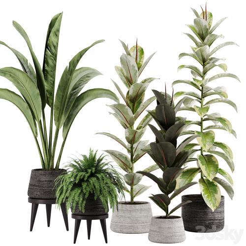 indoor plant Set 12