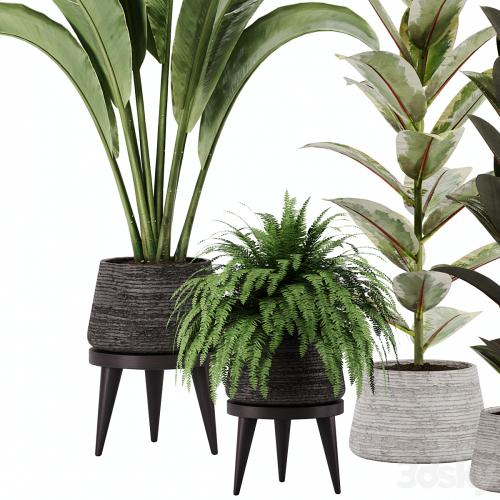 indoor plant Set 12