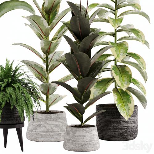 indoor plant Set 12