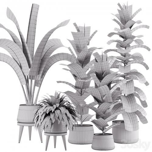 indoor plant Set 12