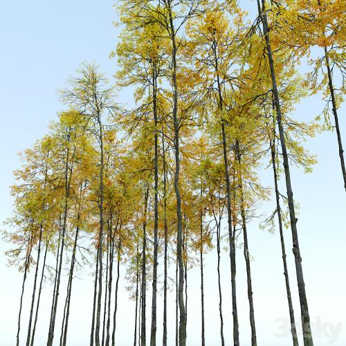 Autumn forest trees