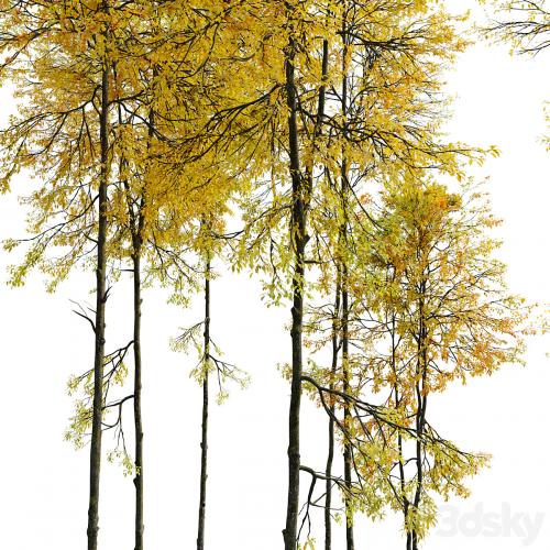 Autumn forest trees