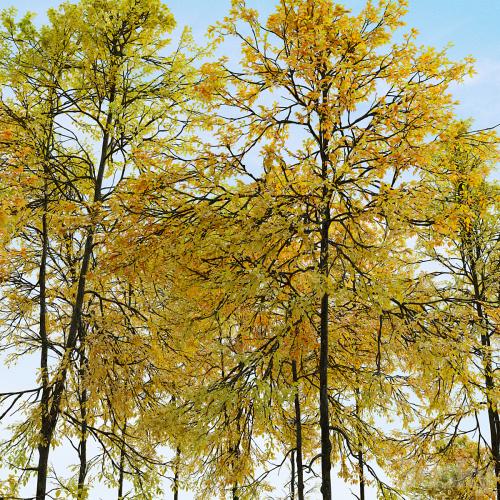 Autumn forest trees