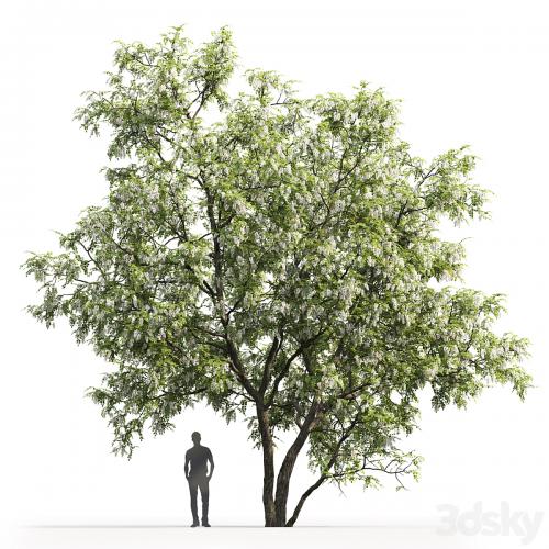 White Acacia | Robinia Pseudoacacia # 5 (9.5m)