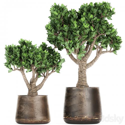 Collection of plants in metal pots with flower Crassula. Set 930.