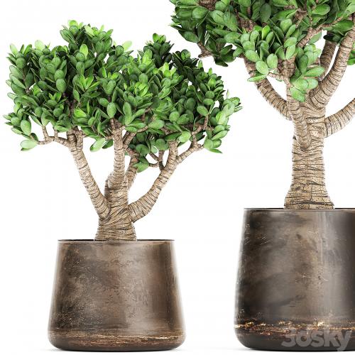 Collection of plants in metal pots with flower Crassula. Set 930.