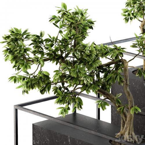 Bonsai Benjamin indoor Plants - Set 101