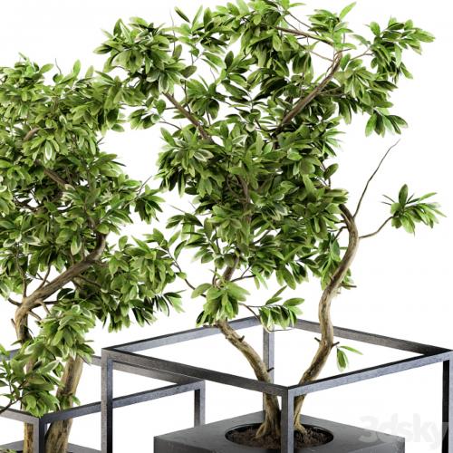 Bonsai Benjamin indoor Plants - Set 101