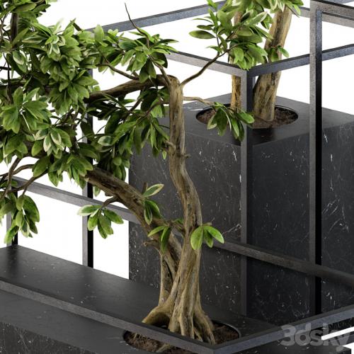 Bonsai Benjamin indoor Plants - Set 101