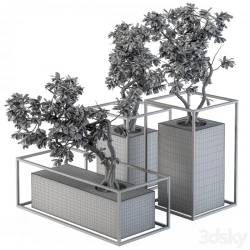 Bonsai Benjamin indoor Plants - Set 101