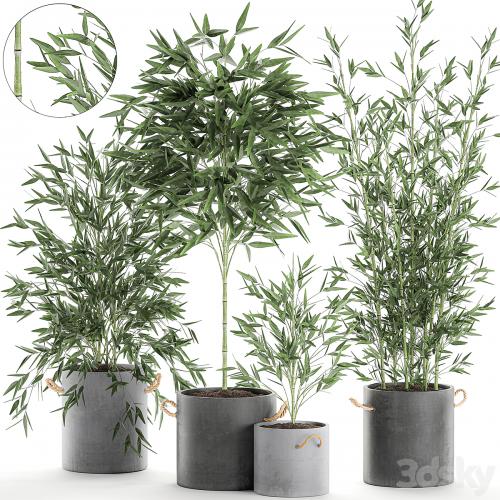 A collection of beautiful small lush bamboo bushes in concrete pots with bamboo handles. Set 596.