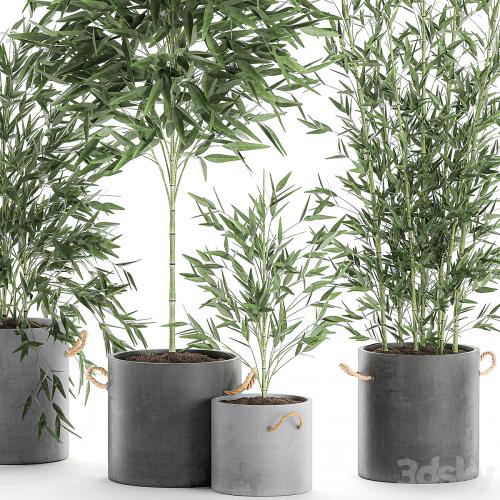 A collection of beautiful small lush bamboo bushes in concrete pots with bamboo handles. Set 596.