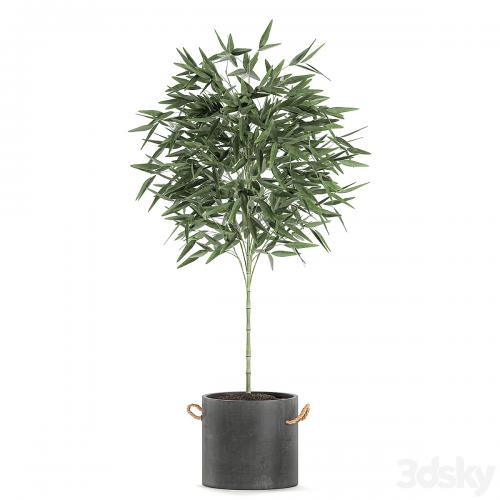 A collection of beautiful small lush bamboo bushes in concrete pots with bamboo handles. Set 596.