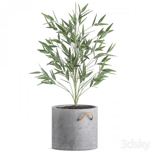 A collection of beautiful small lush bamboo bushes in concrete pots with bamboo handles. Set 596.