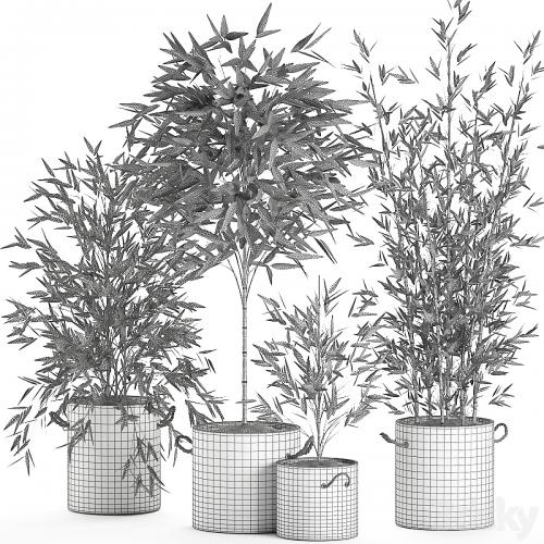 A collection of beautiful small lush bamboo bushes in concrete pots with bamboo handles. Set 596.