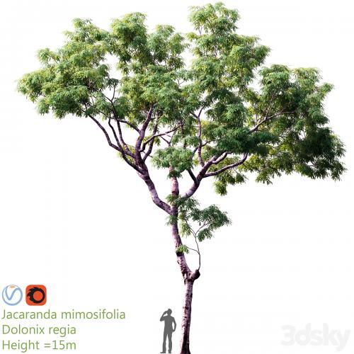 Jacaranda mimosifolia | Dolonix regia | Height = 15m