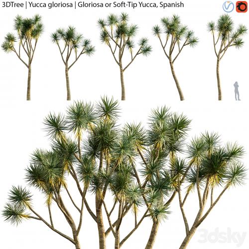 Yucca gloriosa | Gloriosa or Soft-Tip Yucca, Spanish